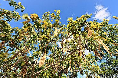 《鸣潮》卡提希娅实机演示 双形态太绝了！