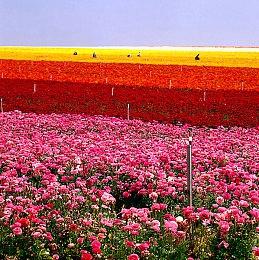 《速度与激情：间谍赛车手》免费获得次世代升级更新